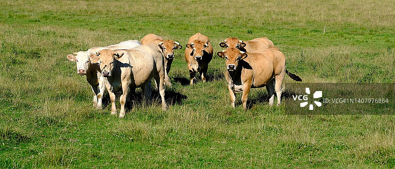 夏洛莱母牛 grazing图片素材