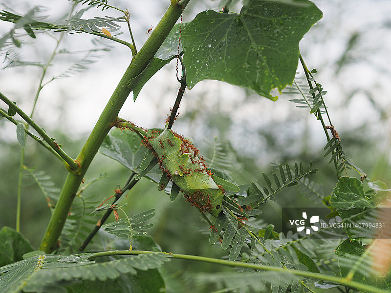 挂在树上的红蚂蚁巢和绿色树叶自然背景图片素材