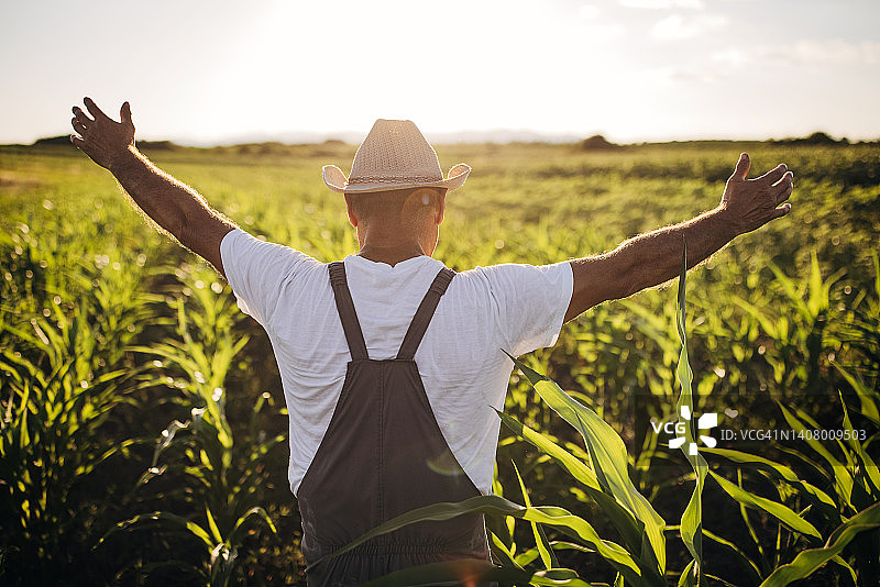 站在玉米田里，举起双臂的年长农民图片素材