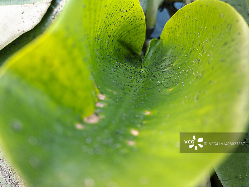 睡莲花瓣的内部观察：超广角视图图片素材