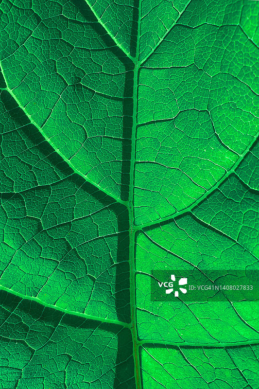 绿叶纹理背景图片素材