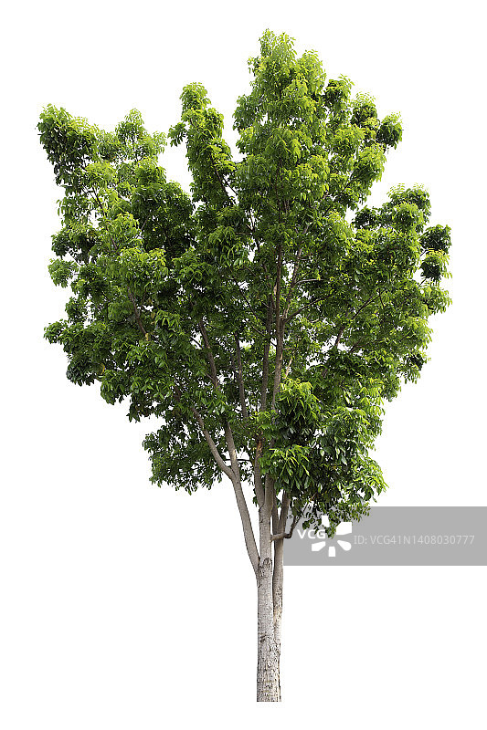 白色背景下的绿色树木图片素材