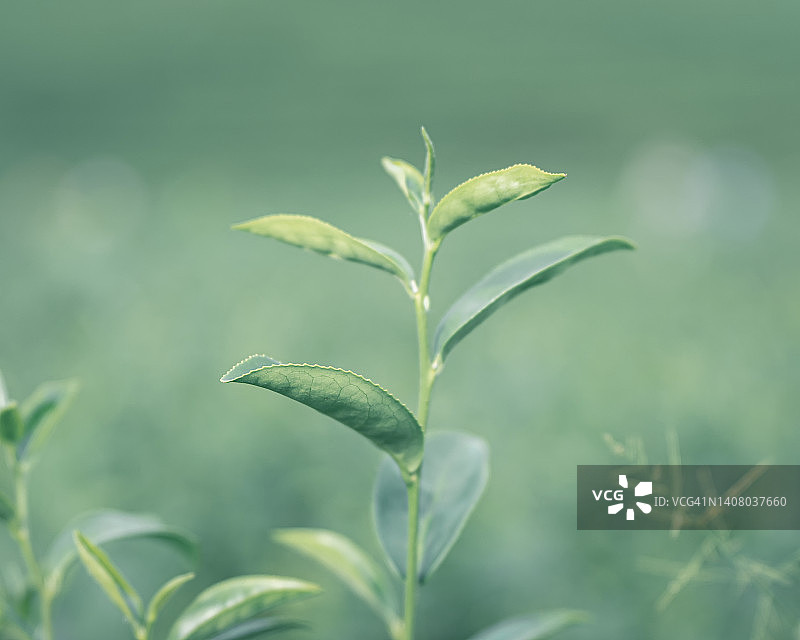 种植茶叶图片素材