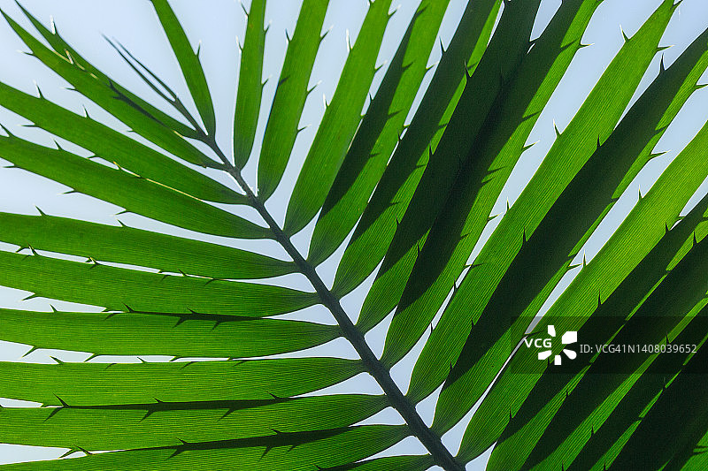 不同种类的棕榈叶图片素材