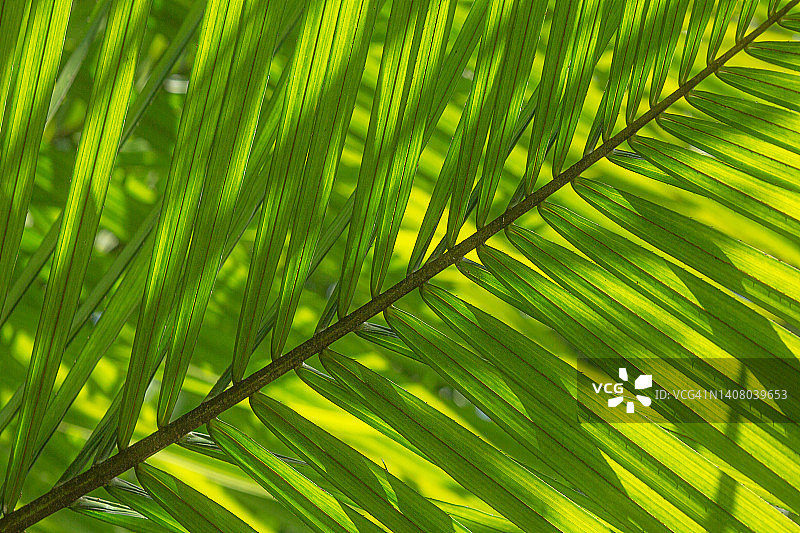 不同种类的棕榈叶图片素材
