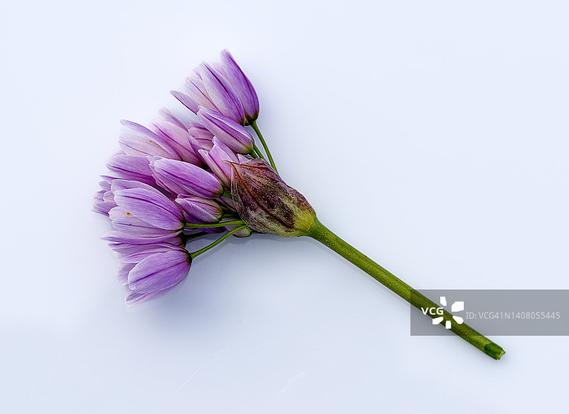 白色背景上的粉色野花枝条特写图片素材