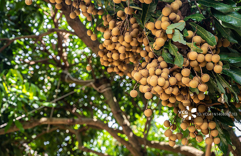 树上生长的龙眼果树枝图片素材