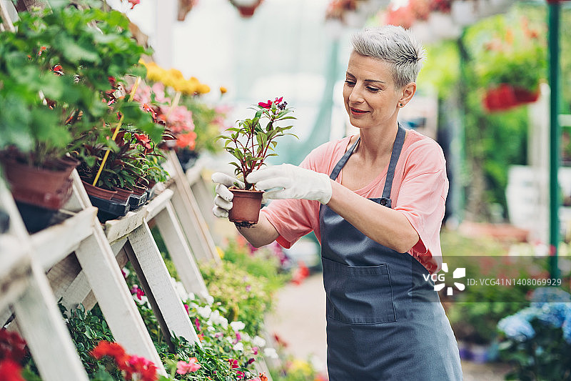 园丁照料盆栽花卉图片素材