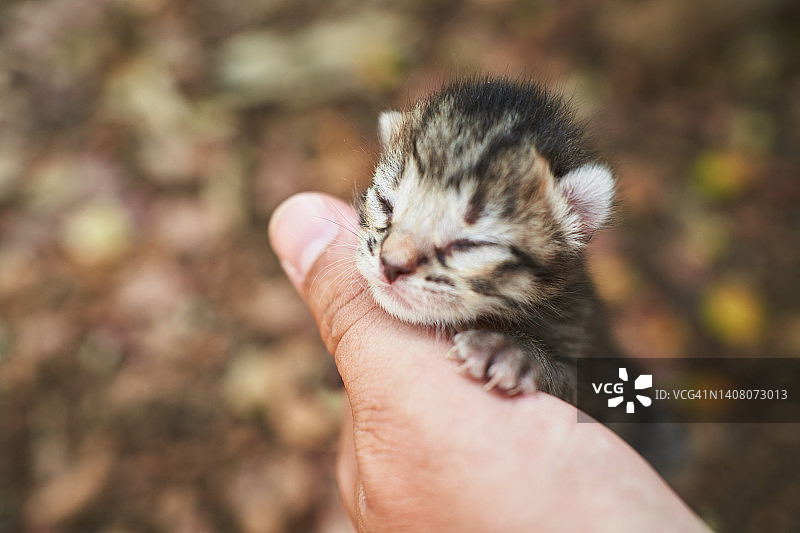 虎斑猫幼崽在人手上休息图片素材