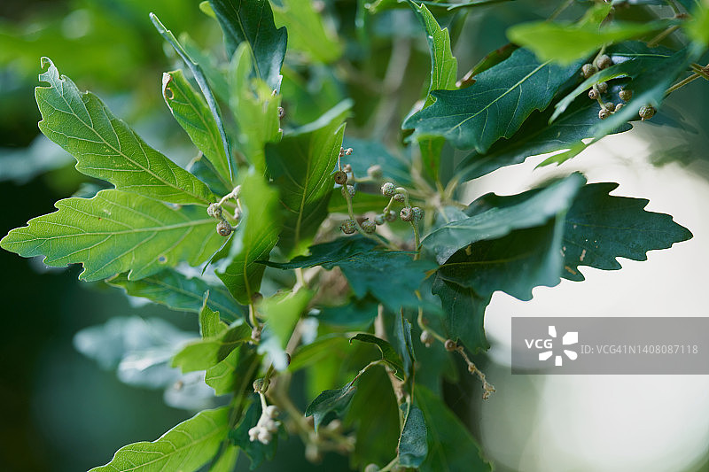 特氏栎图片素材