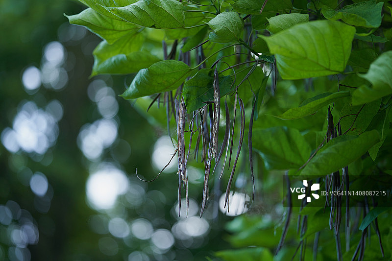 美国 catalpa 鲜花图片素材