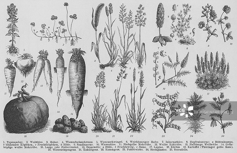 饲料植物古版画植物学插图图片素材