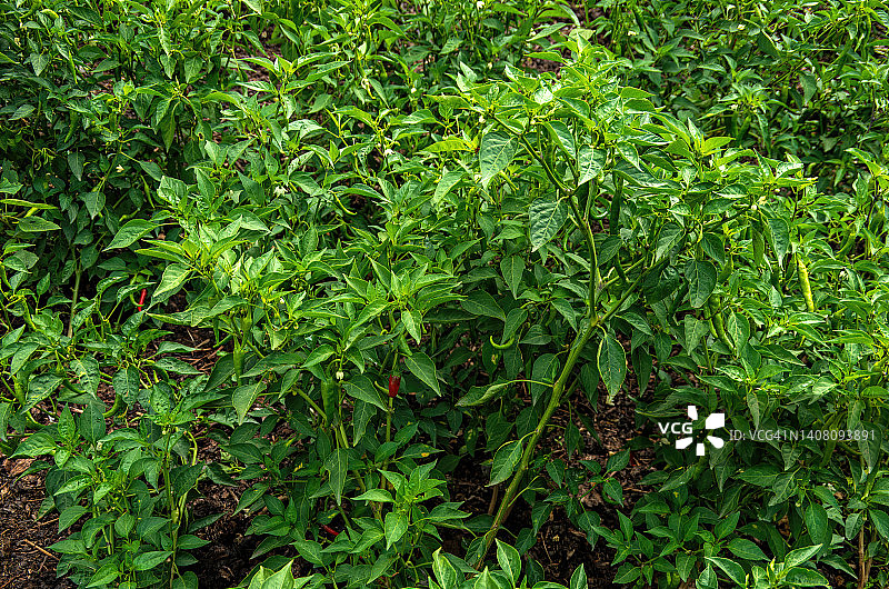 在菜园里生长的墨西哥辣椒（一年生辣椒）图片素材