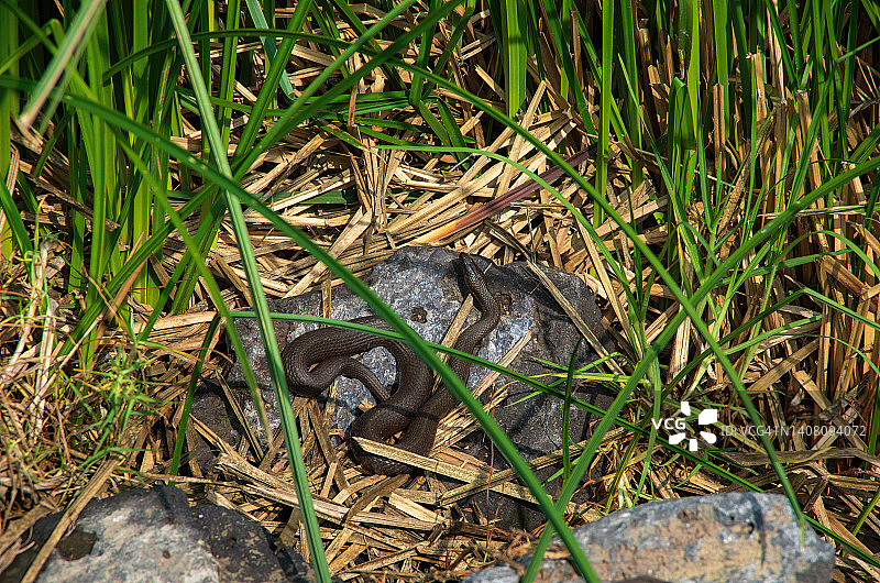 墨西哥黑腹束带蛇在霍奇米尔科生态公园的岩石上晒太阳图片素材