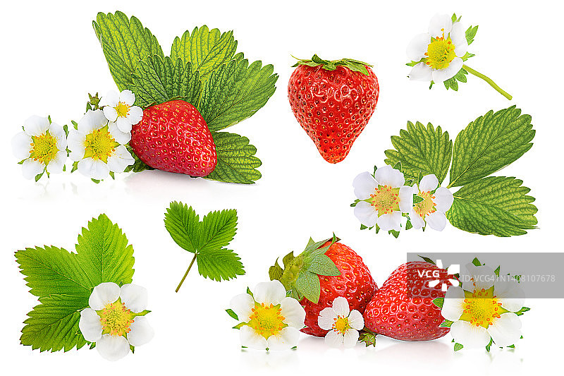草莓和草莓花合集图片素材
