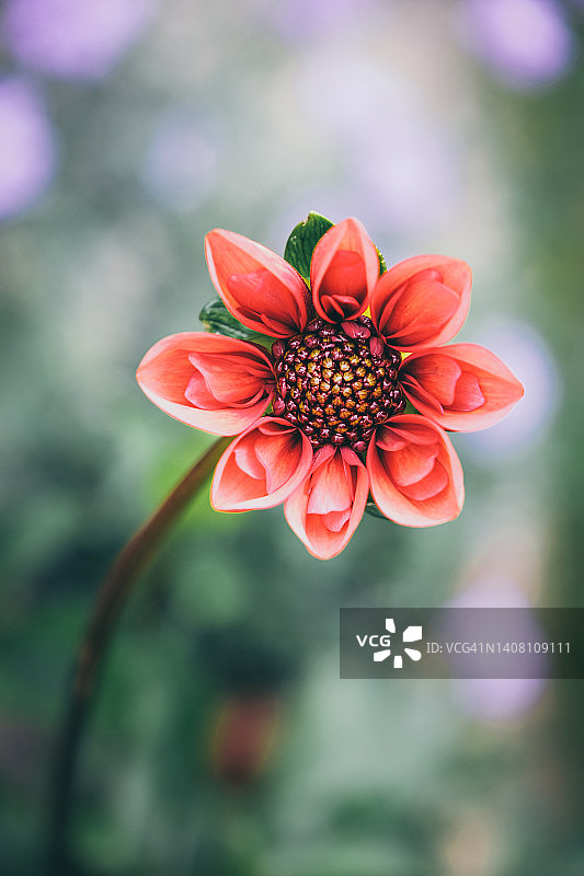 盛开的美丽大丽花图片素材