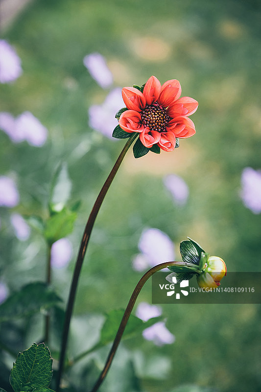 盛开的美丽大丽花图片素材