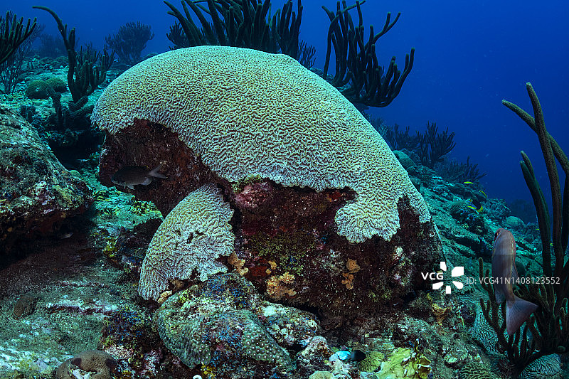 迷宫珊瑚图片素材