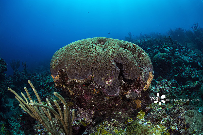 脑纹珊瑚图片素材