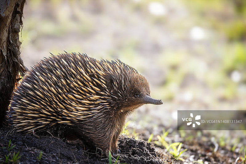 短吻针鼹图片素材