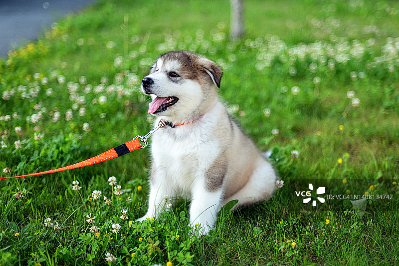 坐在草坪上的阿拉斯加雪橇犬幼犬图片素材