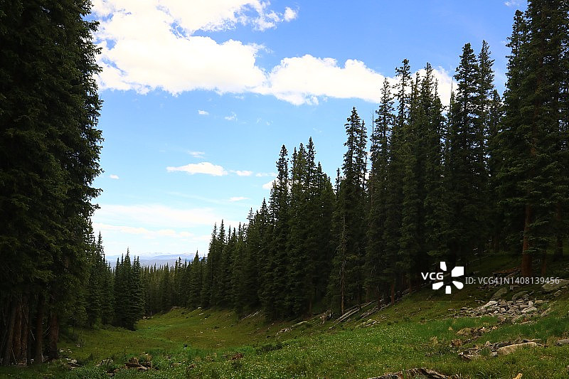 山坡上的树木森林线图片素材