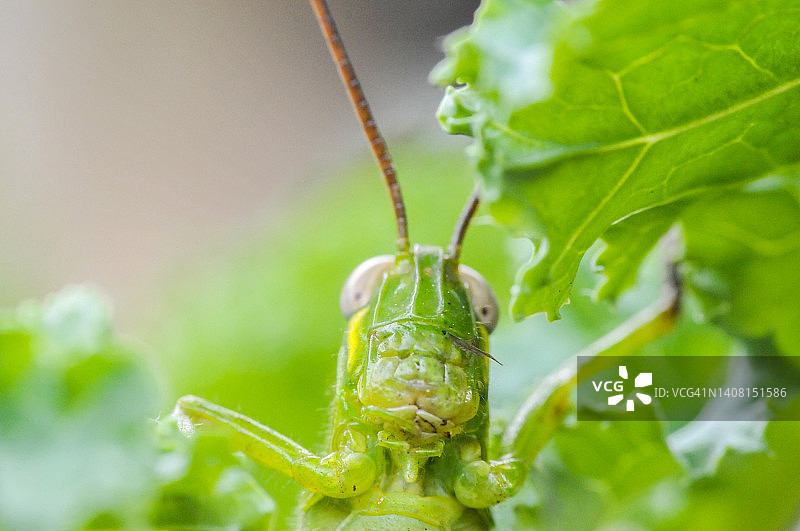 特写镜头下的绿叶上的大蚱蜢图片素材