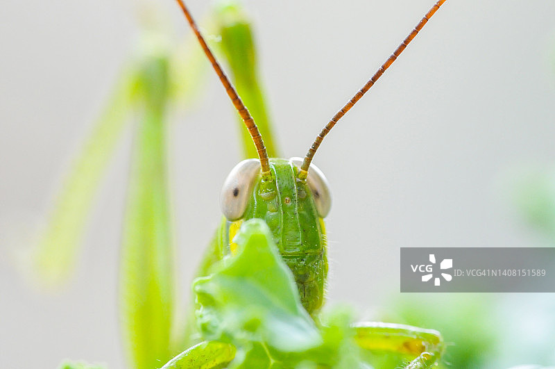 特写镜头下的绿叶上的大蚱蜢图片素材