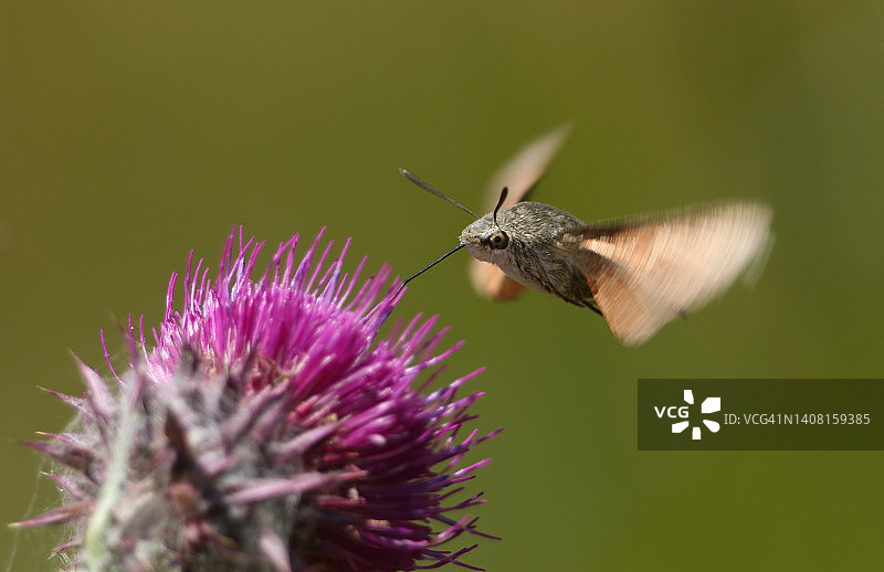 一只在草地蓟花上采蜜的蜂鸟鹰蛾图片素材