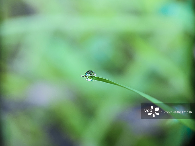 一颗露珠图片素材