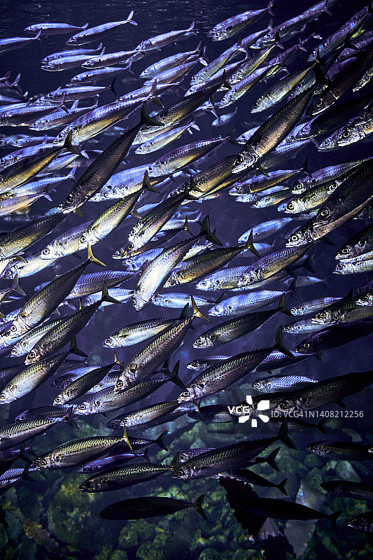 鲭鱼群游过镜头的景象特写图片素材
