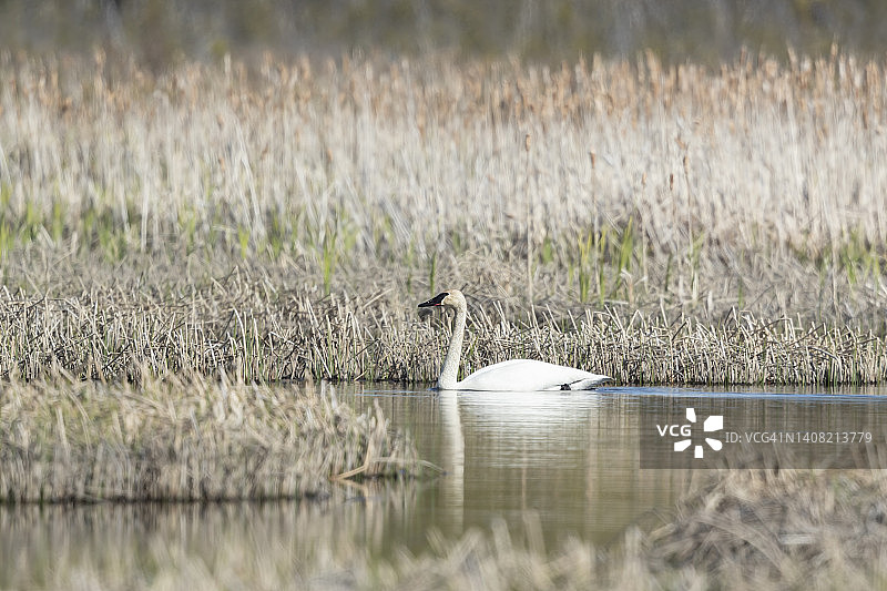 喇叭天鹅图片素材