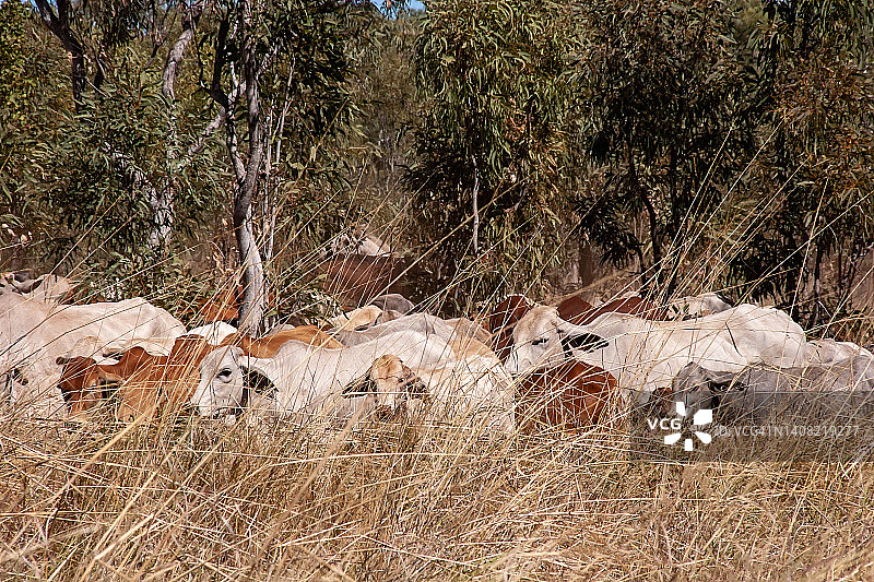 澳大利亚内陆的牛群图片素材