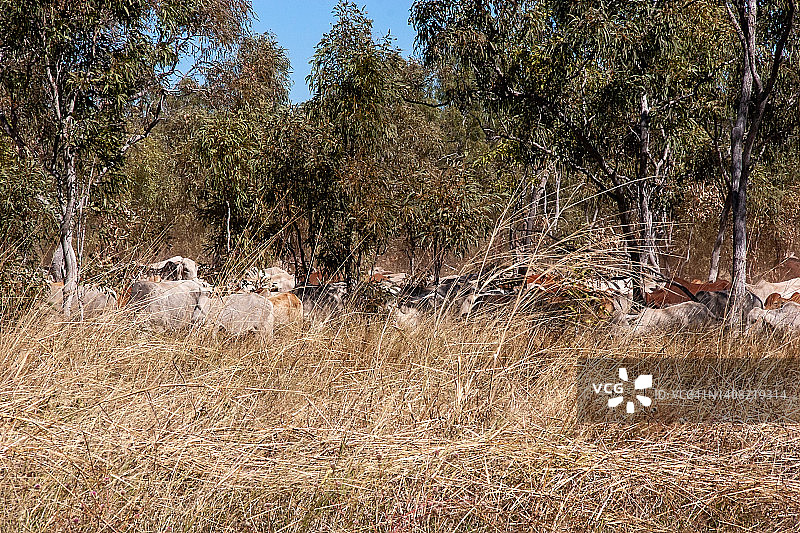 澳大利亚内陆的牛群图片素材