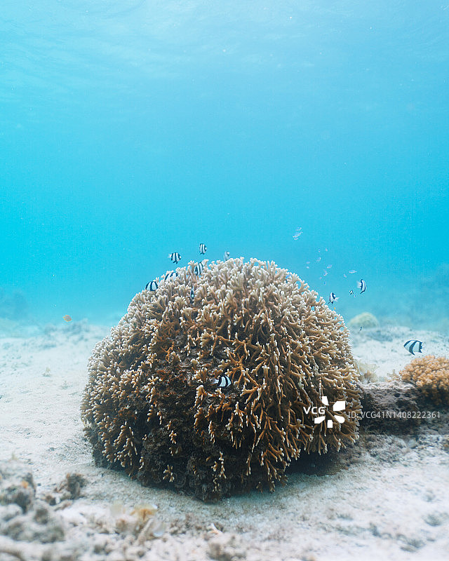 清澈热带水域中的珊瑚与热带鱼图片素材