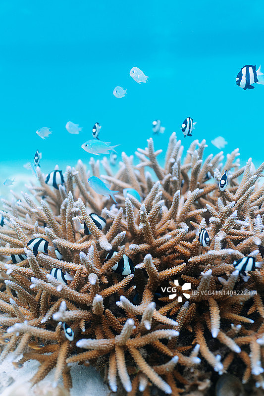 日本冲绳清澈的热带水域中的珊瑚与热带鱼图片素材