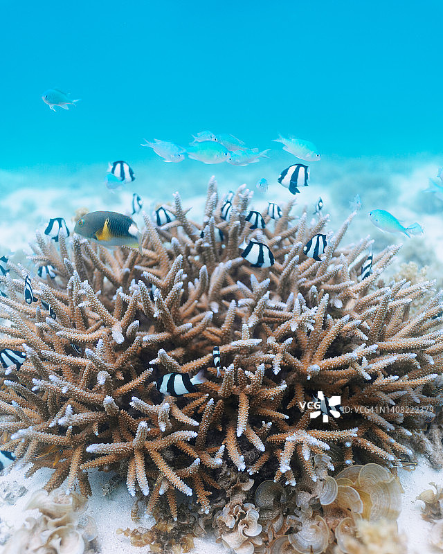 日本冲绳清澈的热带水域中的珊瑚与热带鱼图片素材