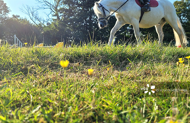 草地上骑白马图片素材