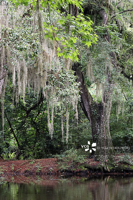 自然风光树木图片素材