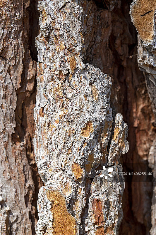 阳光下松树皮的特写照片图片素材