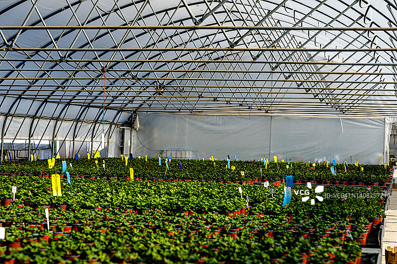 商业温室图片素材