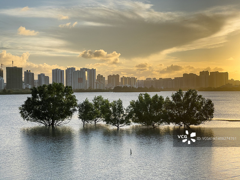 日落时分，水中树木与远处城市背景图片素材