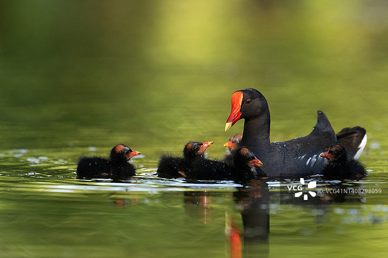 普通骨顶鸡科图片素材