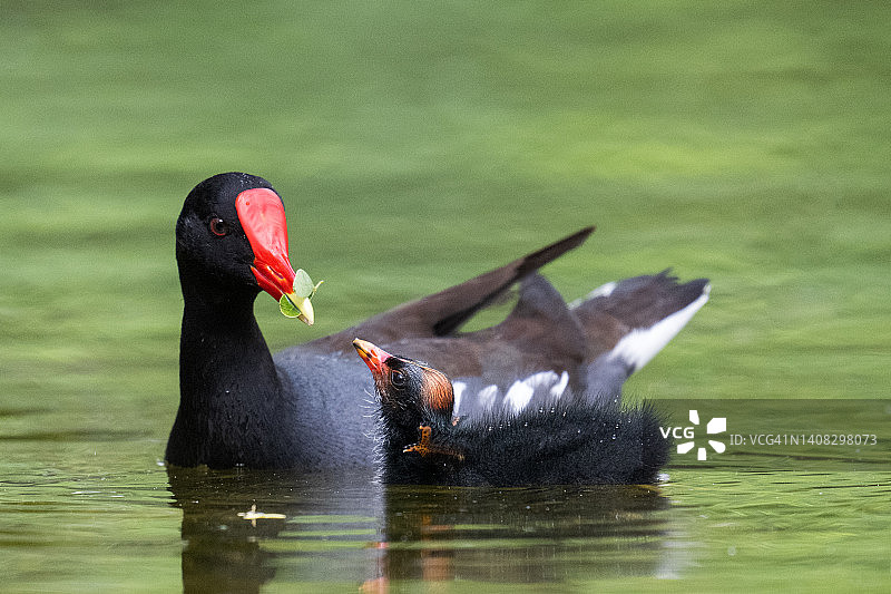 普通骨顶鸡科图片素材