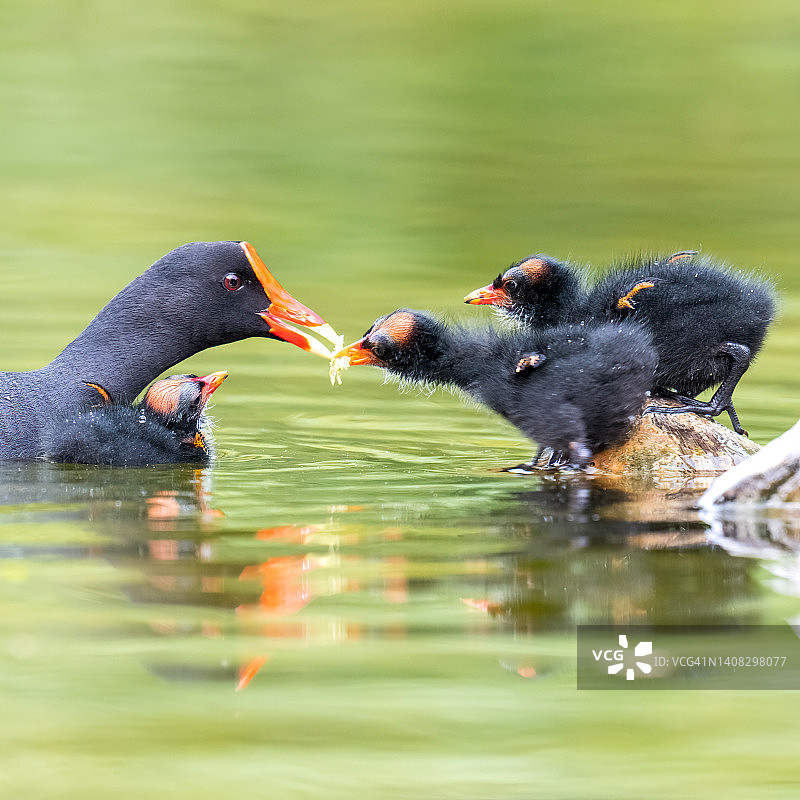 普通骨顶鸡科图片素材