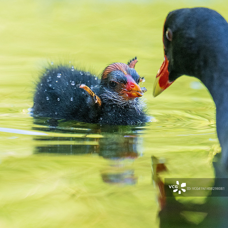 普通骨顶鸡科图片素材