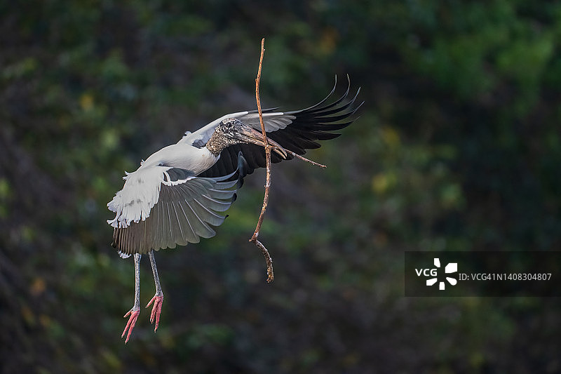 携带筑巢材料的木鹳图片素材