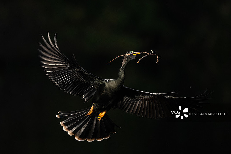 携带筑巢材料的蛇鹈图片素材