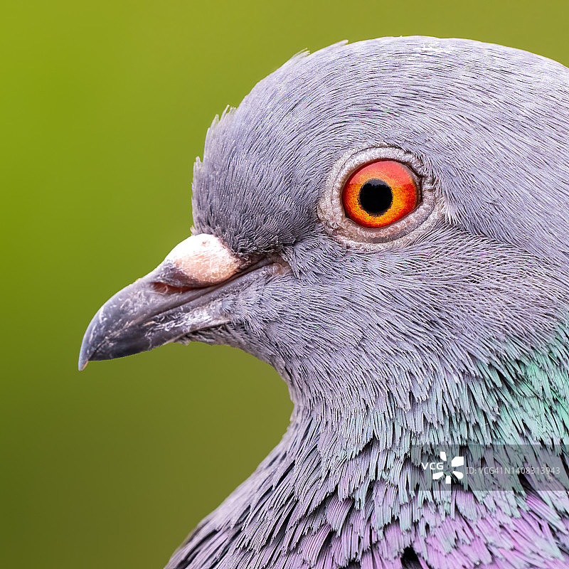 岩鸽侧面图片素材