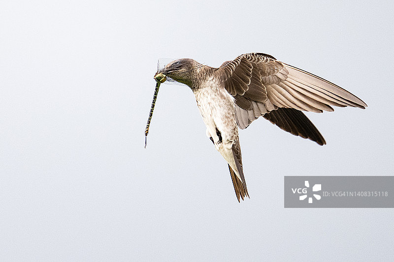 捕食中的紫 Martin 鸟图片素材